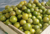 Jual Buah Jeruk Segar