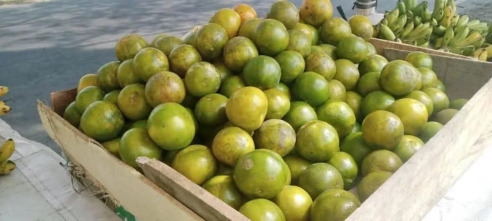 Jual Buah Jeruk Segar