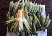 Jagung Manis Fress langsung dari sawah