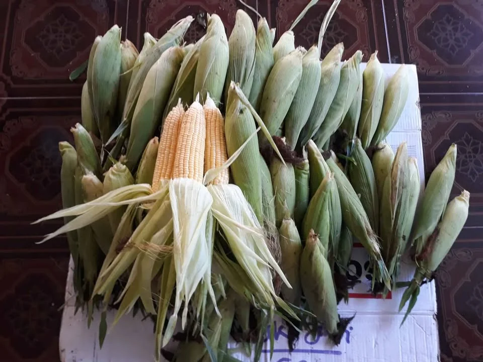 Jagung Manis Fress langsung dari sawah