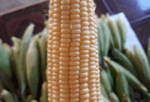 Jagung Manis Fress langsung dari sawah