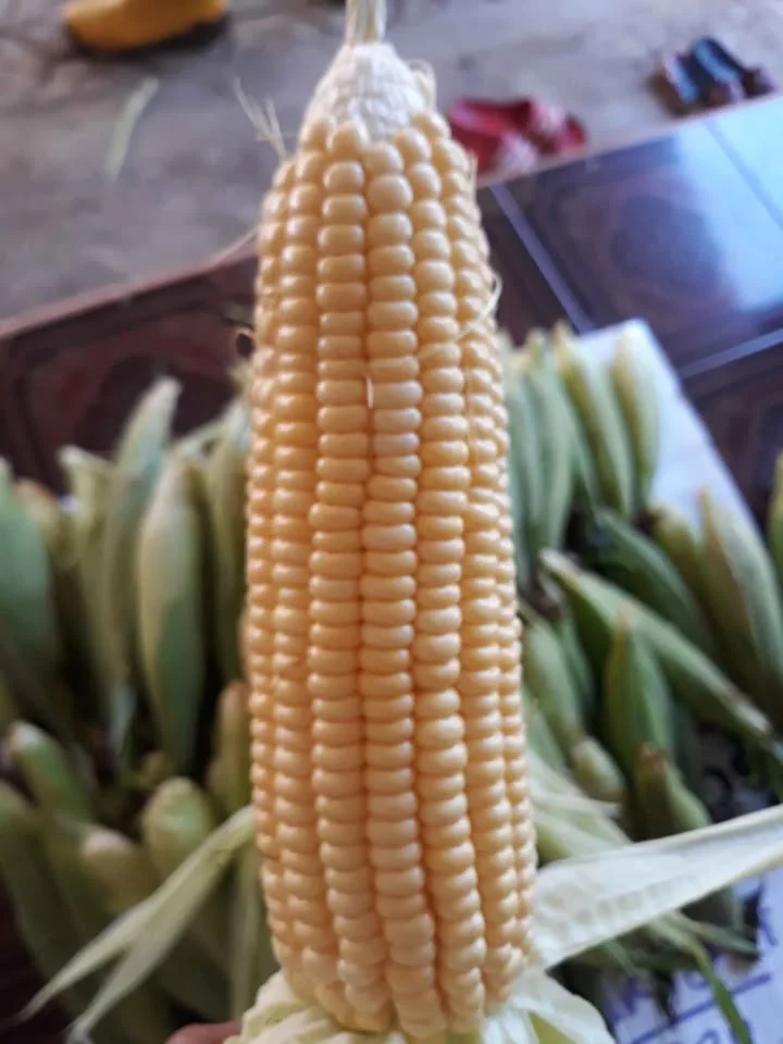 Jagung Manis Fress langsung dari sawah