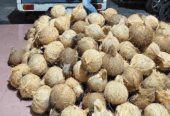 Jual Kelapa utuh/butiran Fresh