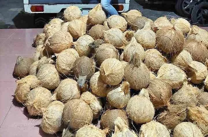 Jual Kelapa utuh/butiran Fresh