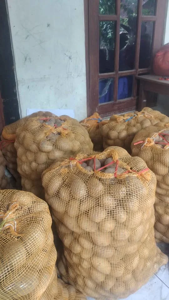 Kentang kuning Dieng