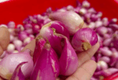 Serba bawang kirim langsung