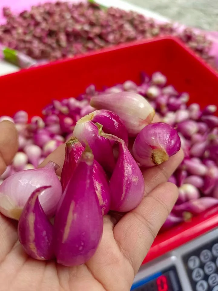 Serba bawang kirim langsung