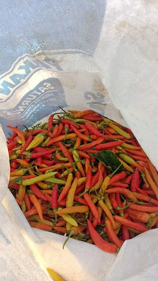 Redy cabe setan harga 20