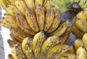 Jual Pisang Susu Sleman Segar