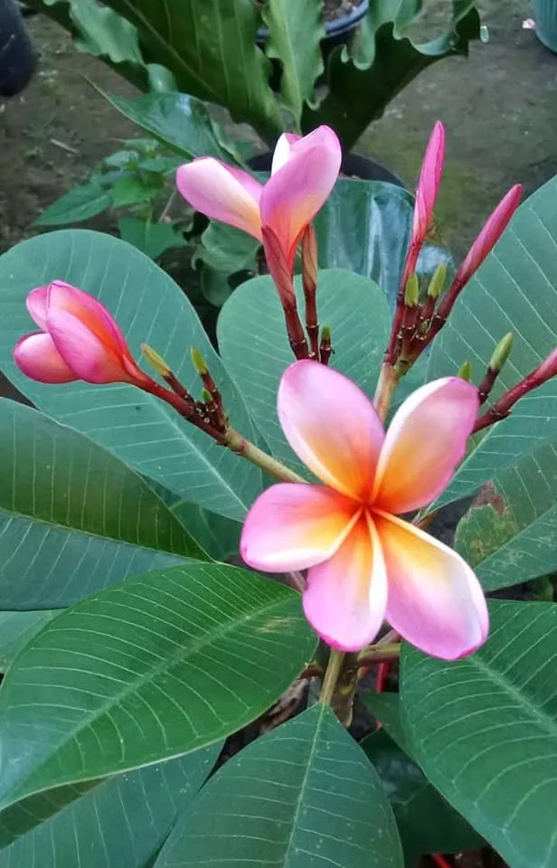 kamboja bali bunga ping