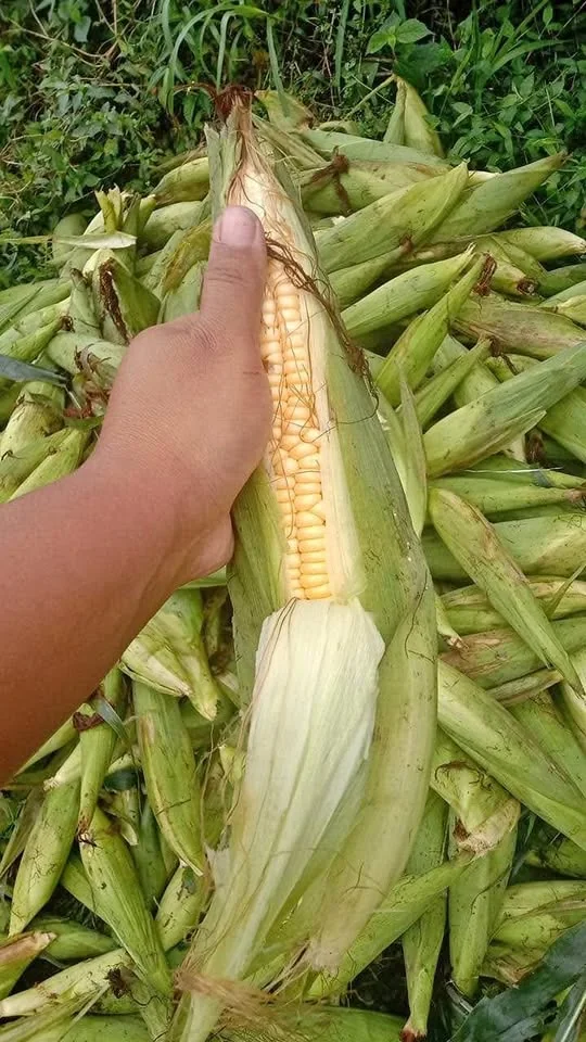 Jual Jagung Manis Wonosobo