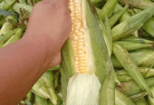 Jual Jagung Manis Wonosobo