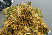 Jual Dele mentah dan Mateng Edamame
