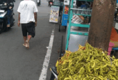 Jual Dele mentah dan Mateng Edamame