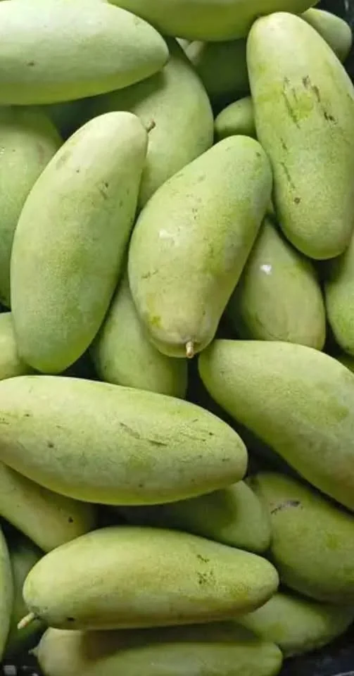 Jual Mangga GOlek Fresh