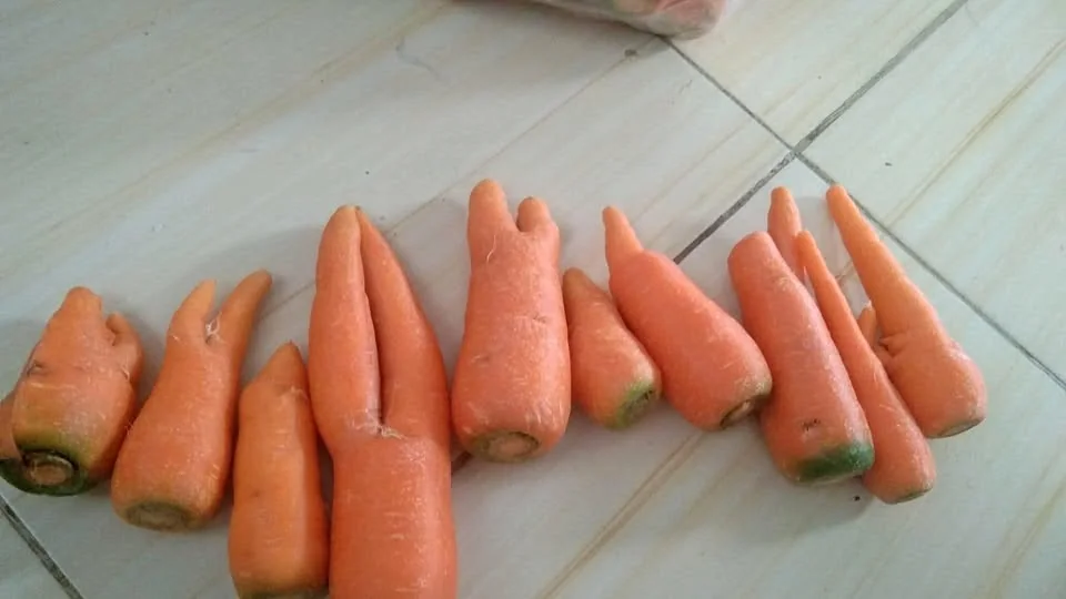 Wortel rijek fresh