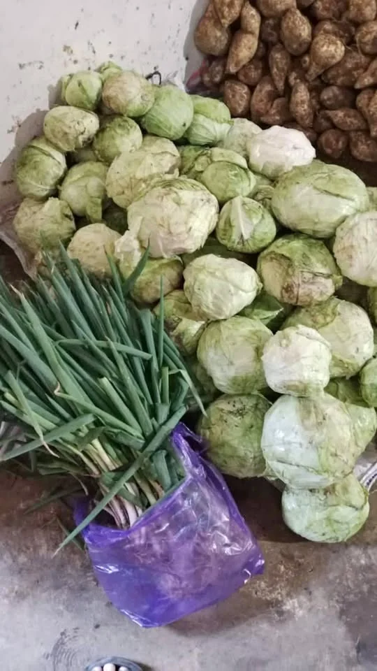 Kubis Fresh Pekalongan