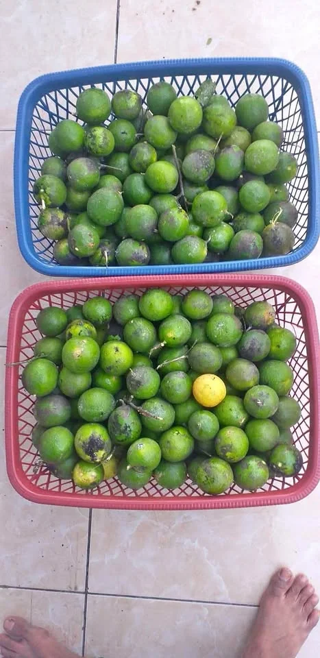 Jeruk nipis segar sekali