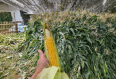 Silase tebon jagung 100% tebon jagung manis