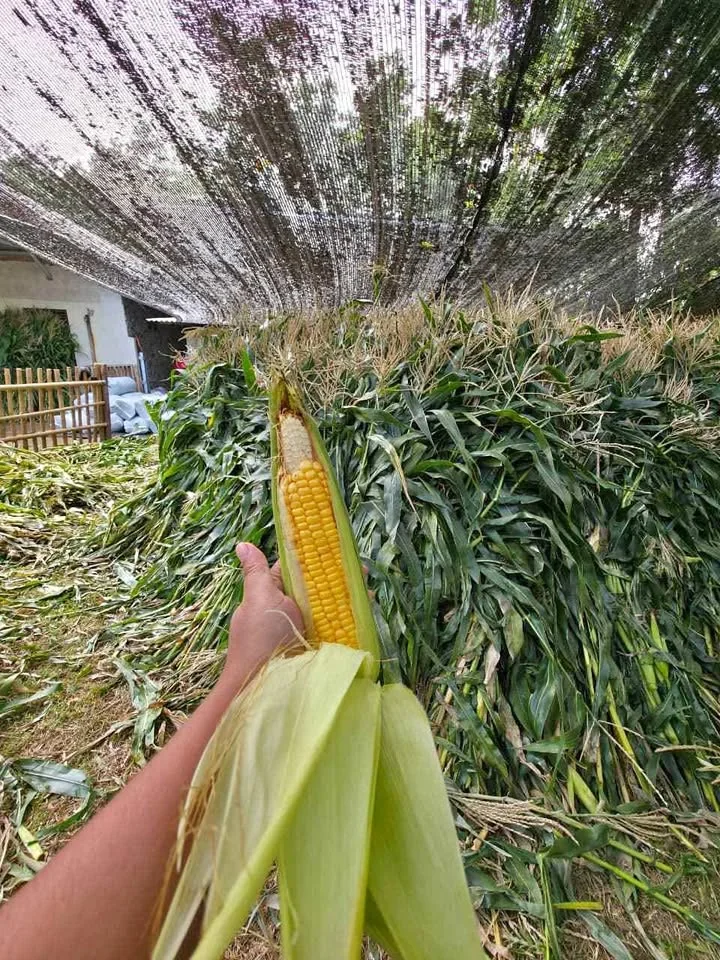 Silase tebon jagung 100% tebon jagung manis