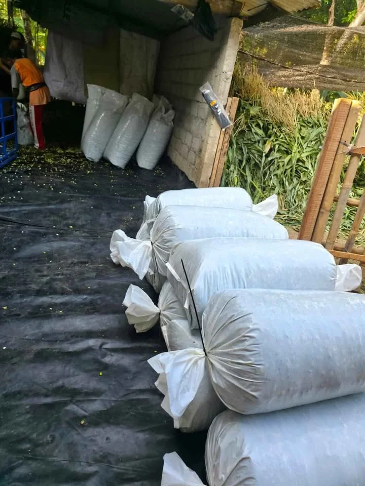 Silase tebon jagung 100% tebon jagung manis