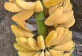 Pisang Kapok Kuning