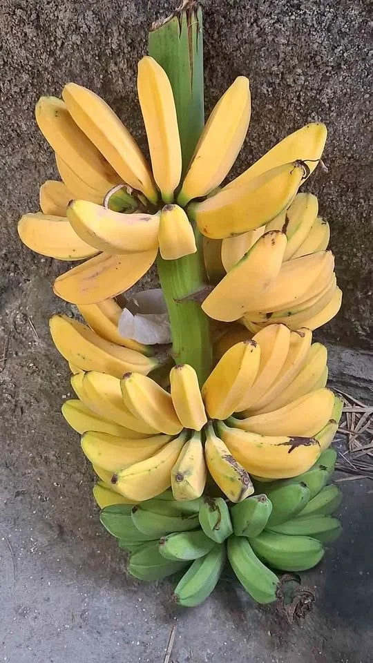 Pisang Kapok Kuning