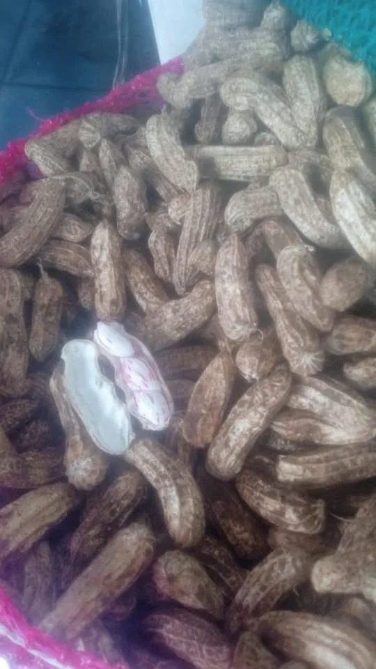 Kacang madu asli monggo
