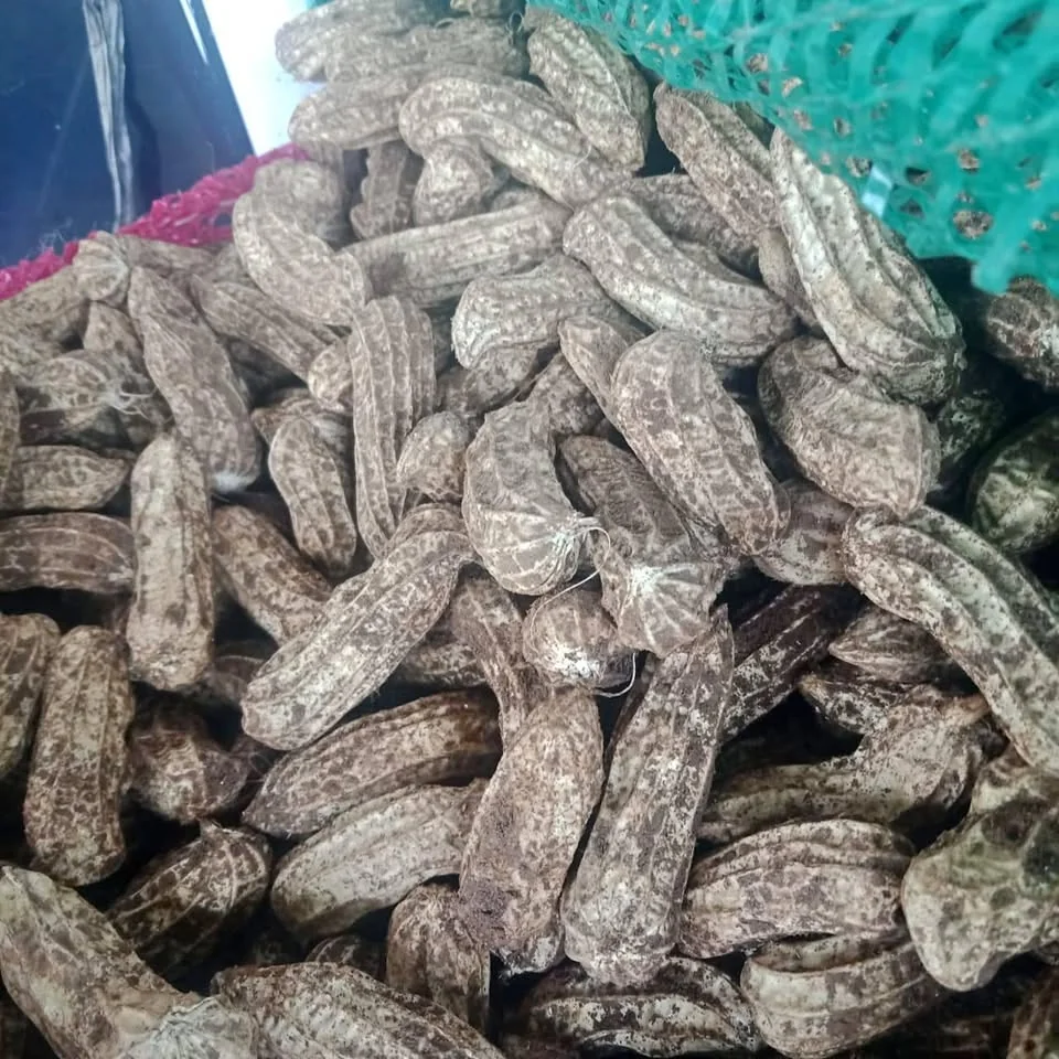Kacang madu asli monggo