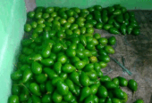 Alpukat mentega lokal bgor