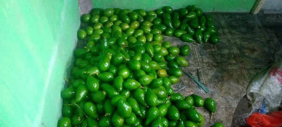 Alpukat mentega lokal bgor