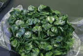 Jual Daun rambat Daun semangka Panjang 2 meter