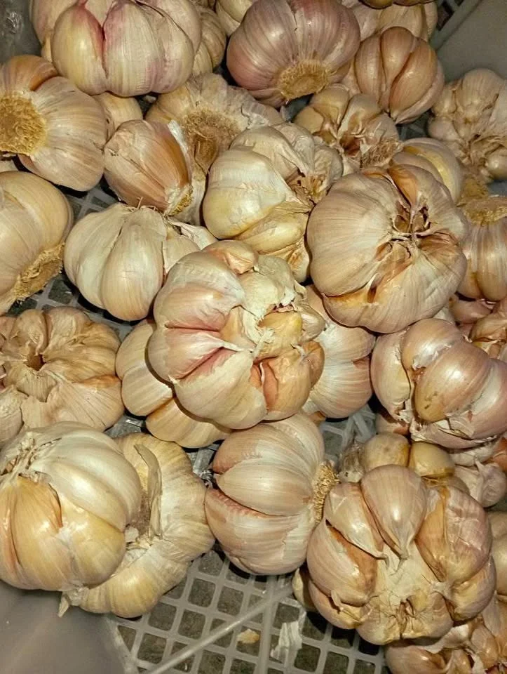 Bawang sinco tuo² monggo