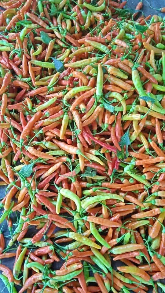 Redy cabe rawit merah murah