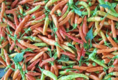 Redy cabe rawit merah murah
