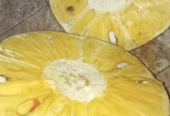 Grosir nangka tua/matengan