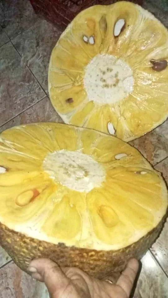 Grosir nangka tua/matengan