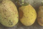 Grosir nangka tua/matengan