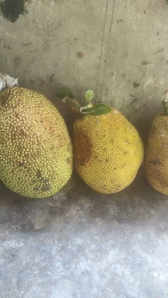 Grosir nangka tua/matengan