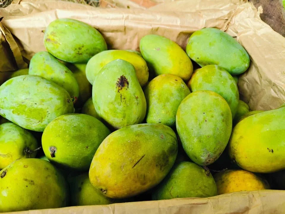 Mangga Arum manis