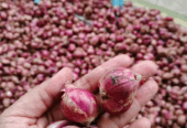 Bawang Merah Jawa