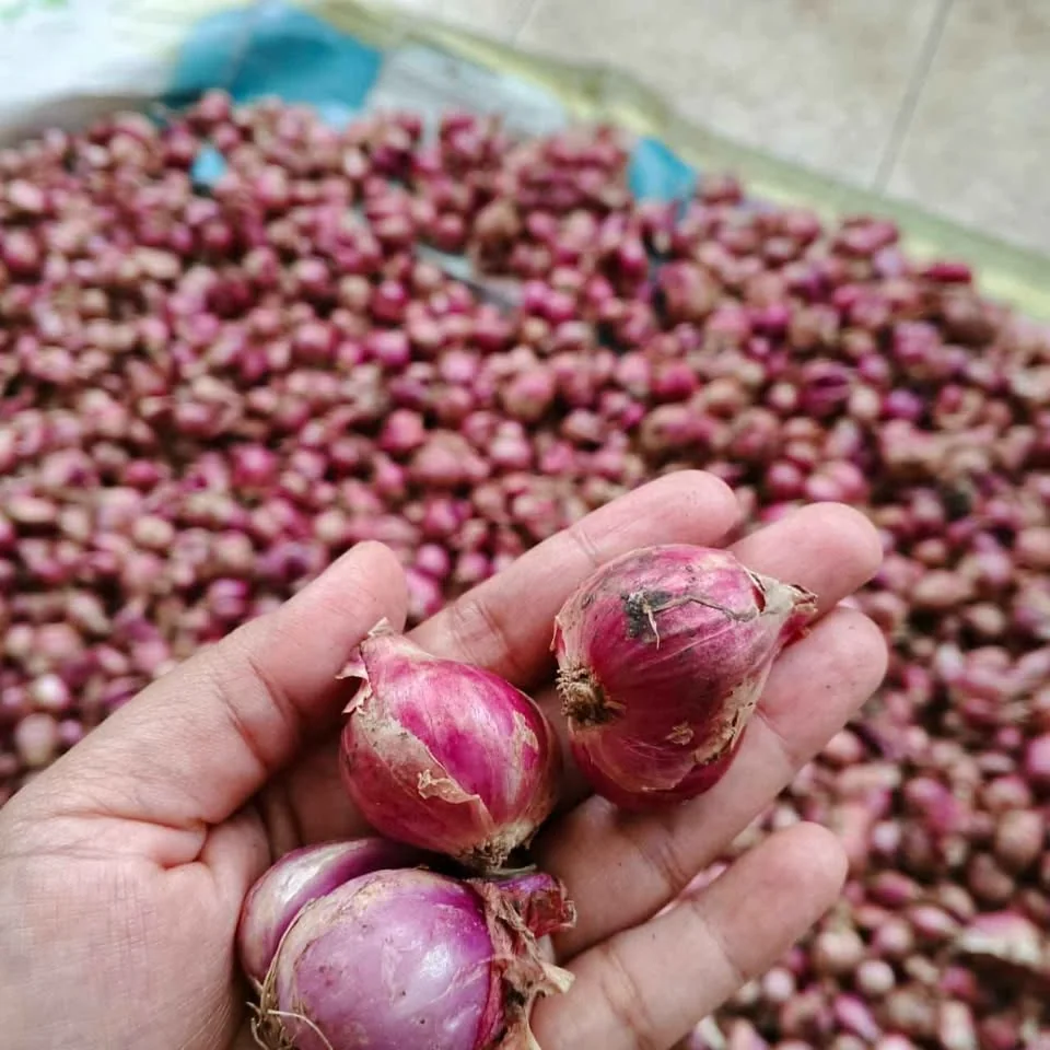 Bawang Merah Jawa