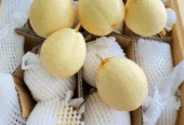Jual Apel Fuji, pir, jamkris, edamame, matoa, kelengkeng