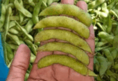 Jual Apel Fuji, pir, jamkris, edamame, matoa, kelengkeng
