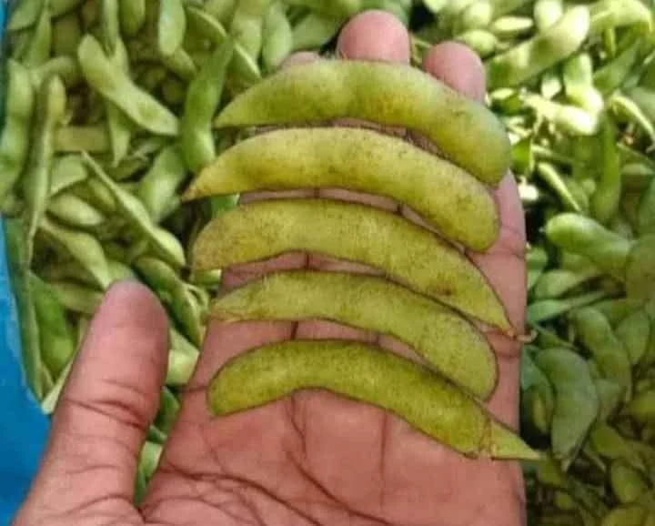 Jual Apel Fuji, pir, jamkris, edamame, matoa, kelengkeng