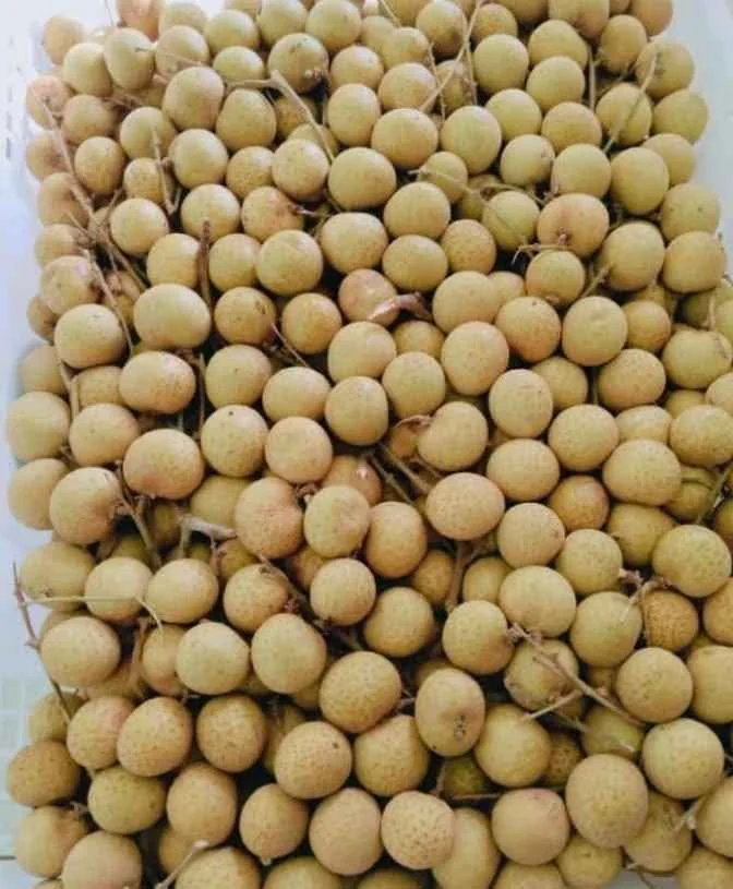 Jual Apel Fuji, pir, jamkris, edamame, matoa, kelengkeng