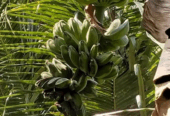 pisang kepok kuning, ada 3 tundun
