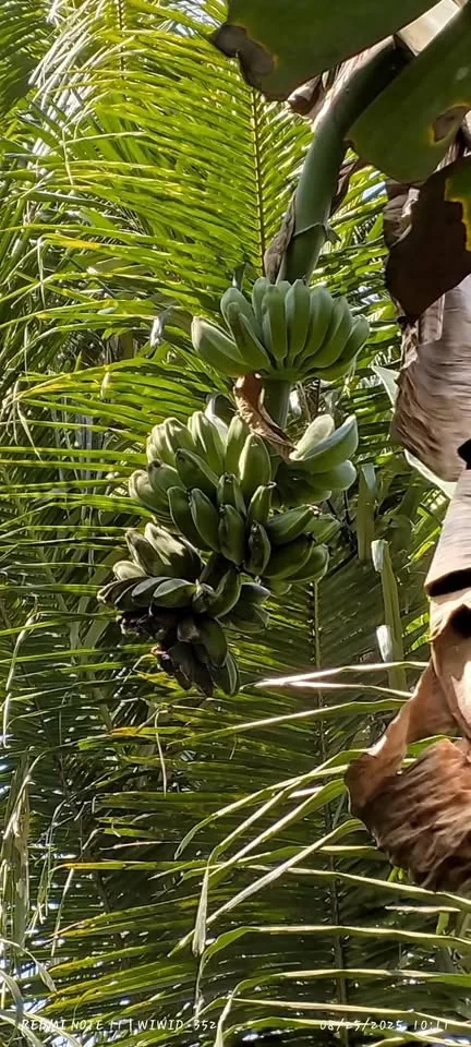 pisang kepok kuning, ada 3 tundun