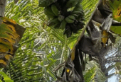 pisang kepok kuning, ada 3 tundun