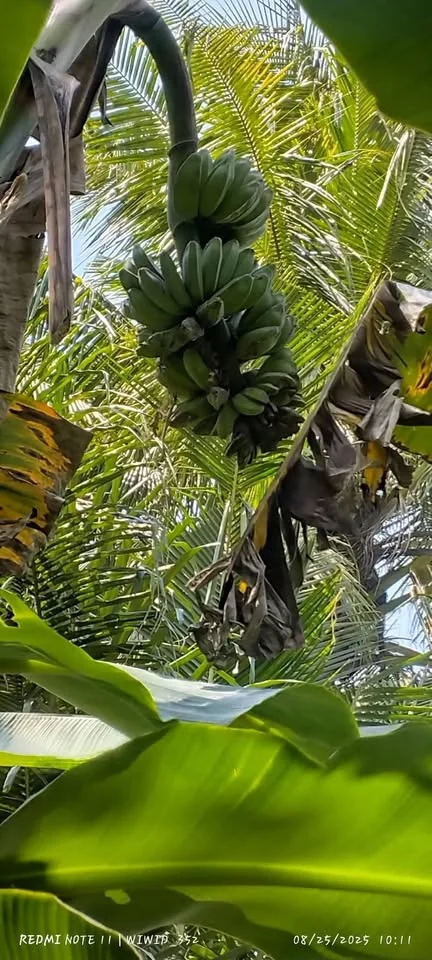 pisang kepok kuning, ada 3 tundun